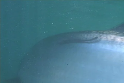 Tarpon UW Stock Footage