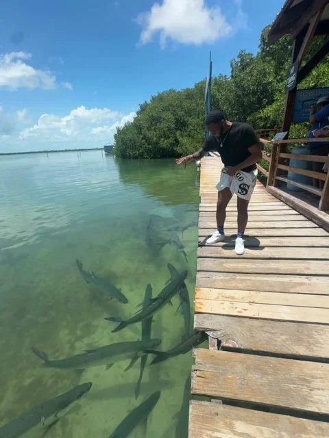 Tarpons Almost Fed A Bigger Buffet, Caye Caulker, Belize - 27 Jul 2025 Stock Footage 313903628