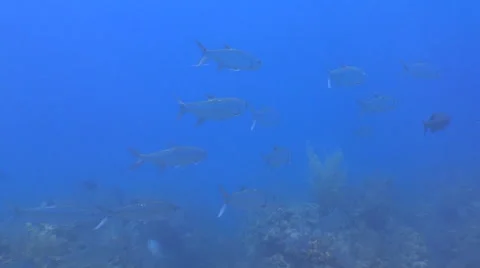 Tarpons Underwater Stock Footage 53283321
