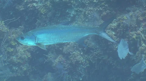 Tarpons Underwater Stock Footage 53376439