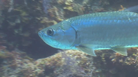 Tarpons Underwater Stock Footage 53376492
