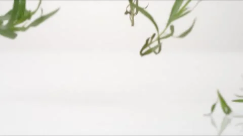 Tarragon Bouncing Slow Motion White Tabletop Closeup Macro Food Studio Stock Footage 335004753