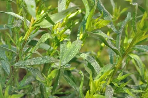 Tarragon covered with dew Stock Photos