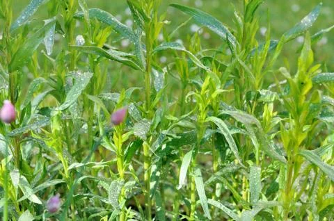 Tarragon covered with drops Stock Photos