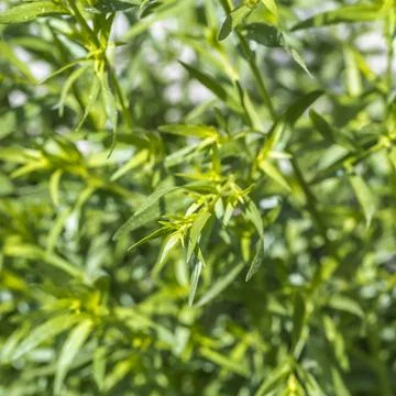 Tarragon in the herb bed Stock Photos