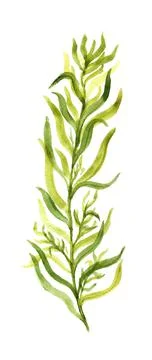 Tarragon Stock Illustration