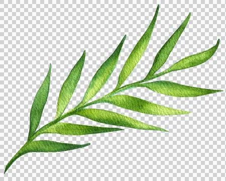 Tarragon Stock Illustration