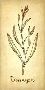 Tarragon ink sketch. Stock Illustration