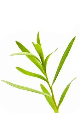 Tarragon Stock Photos