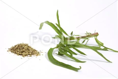 Tarragon Stock Photos