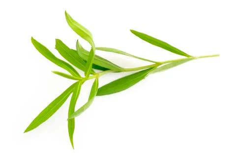 Tarragon Stock Photos