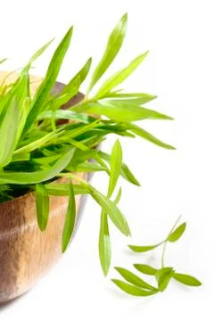 Tarragon Stock Photos