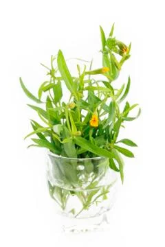 Tarragon Stock Photos