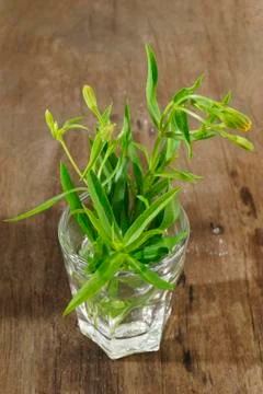 Tarragon Stock Photos