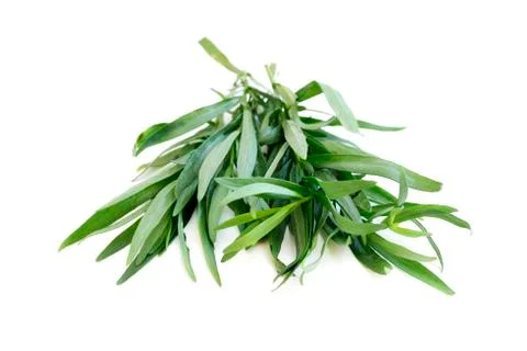 Tarragon Stock Photos