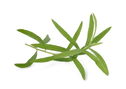 Tarragon Stock Photos