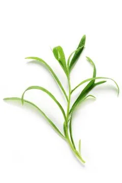 Tarragon Stock Photos