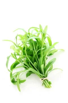 Tarragon Stock Photos