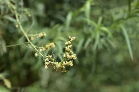 Tarragon Stock Photos