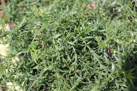 Tarragon Stock Photos