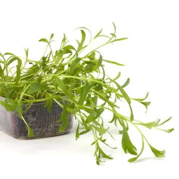 Tarragon spice Stock Photos