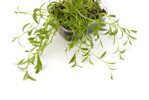 Tarragon spice Stock Photos