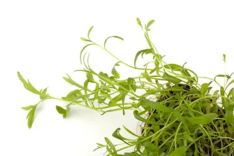Tarragon spice Stock Photos