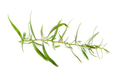 Tarragon in studio Stock Photos
