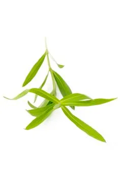Tarragon twig Stock Photos