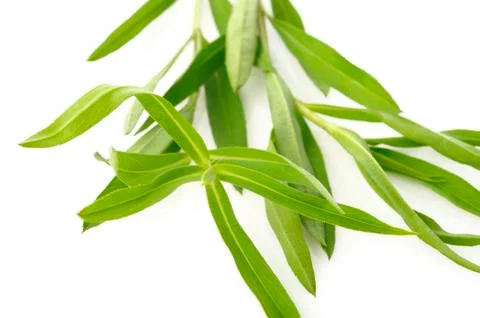 Tarragon twig Stock Photos