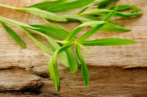 Tarragon twig Stock Photos