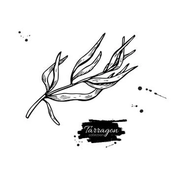 Tarragon vector hand drawn illustration. Isolated spice object. Stock Illustration