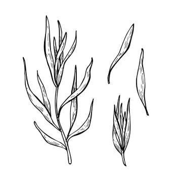 Tarragon vector hand drawn illustration set. Isolated spice obje Stock Illustration