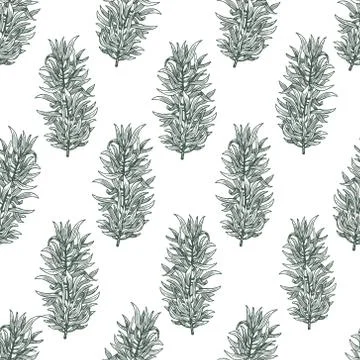Tarragon. Vector seamless pattern with estragon for design menu, packaging and Stock Illustration