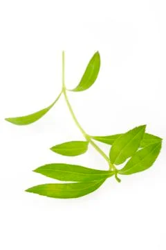 Tarragon on white background Stock Photos
