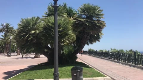 Tarragona, Spain, A palm tree Video stock 134249160