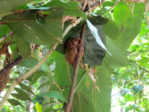 Tarsier on a branch Stock Photos