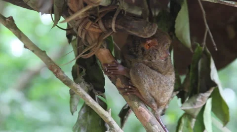 Tarsier on a breezy day Video stock 39981435