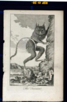 A tarsier climbing up a tree. Etching. Stock Illustration
