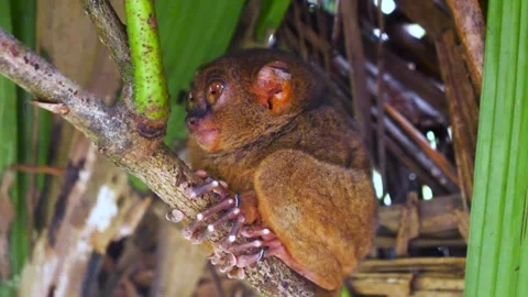 Tarsier Video stock 242149727
