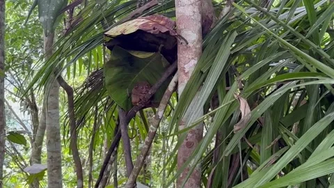 Tarsier Stock Footage 289210992