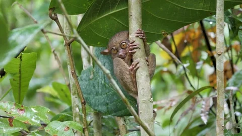 Tarsier hanging on a tree in the Philippines Stock-Footage 131782981