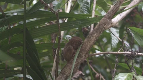 Tarsier in jungle Stock Footage 105011425