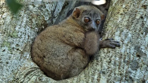 Tarsier - koboldmaki 2 Video stock 103167924