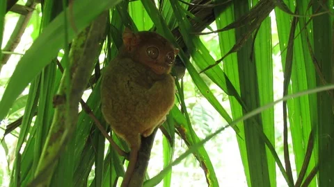 Tarsier monkey Video stock 74906753