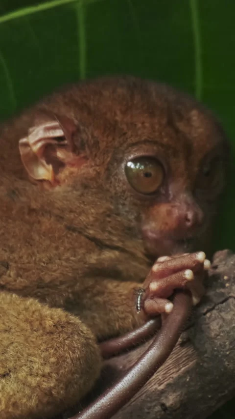 Tarsier monkey on tree in Philippines Stock Footage 274948073