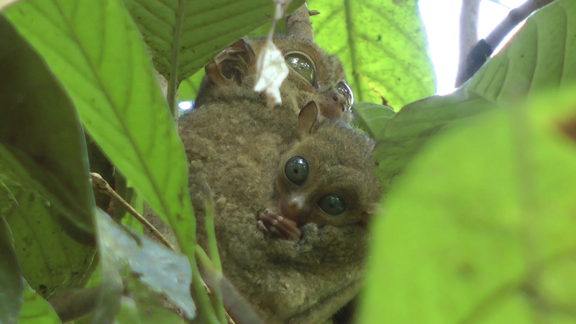 tarsier baby