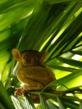 Tarsier-philippines Stock Photos