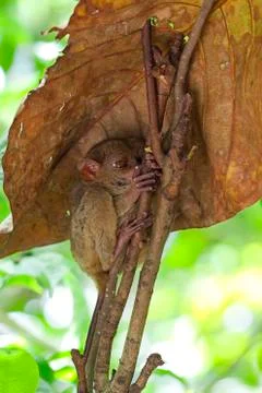 Tarsier Stock Photos