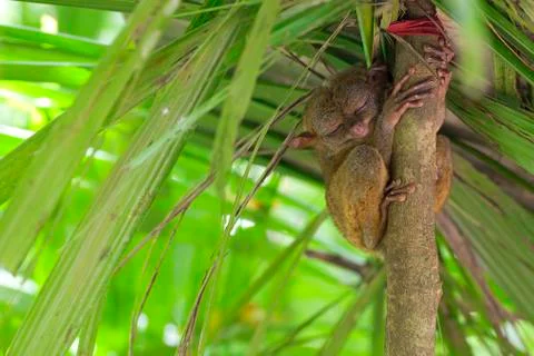 Tarsier Stock Photos